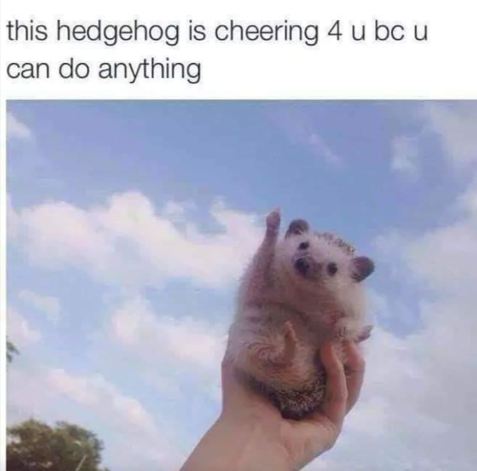 cheering hedgehog - this hedgehog is cheering 4 u bc u can do anything